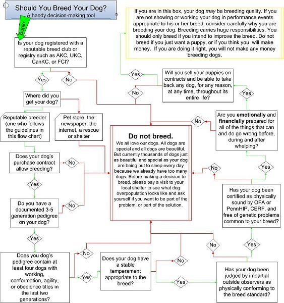 Flow chart: Do's and Don'ts for breeding your dog. Clear steps and guidelines to follow for responsible breeding.