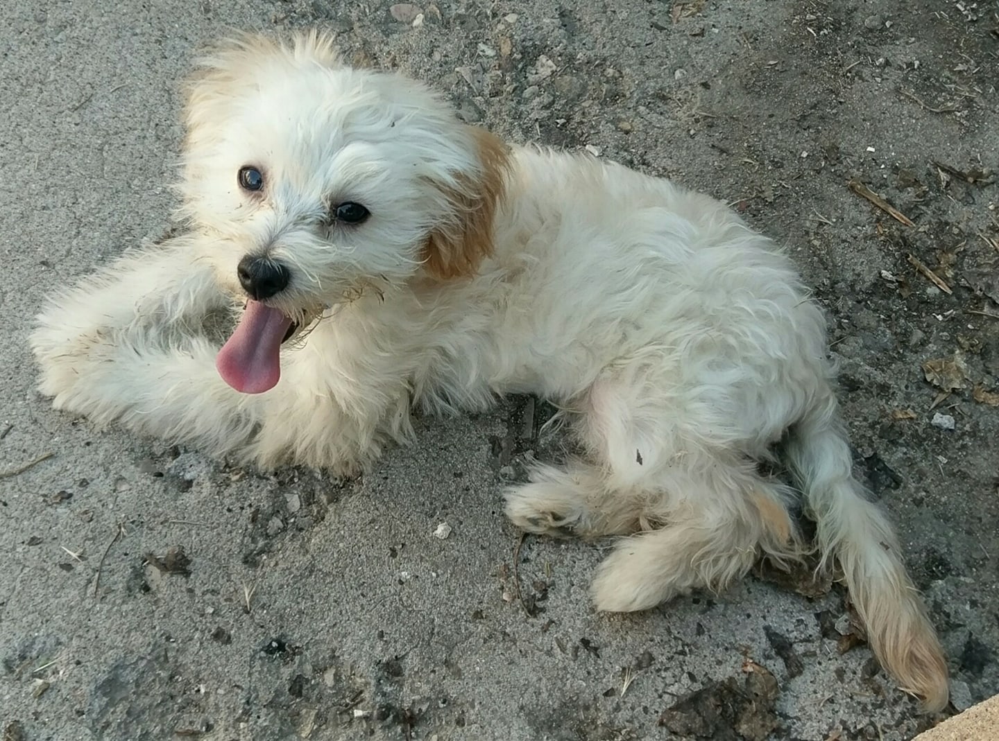 Nugget, the adorable Yorkie-Poo, lounging on the concrete with its tongue out, looking relaxed and happy