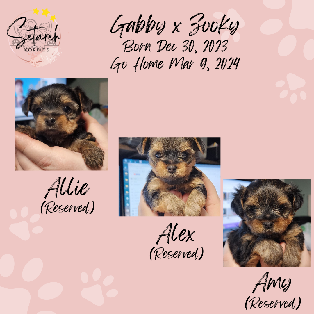 Looking for a furry friend? Meet Alex, the cutest puppy for sale. He'll bring joy and happiness to your home!