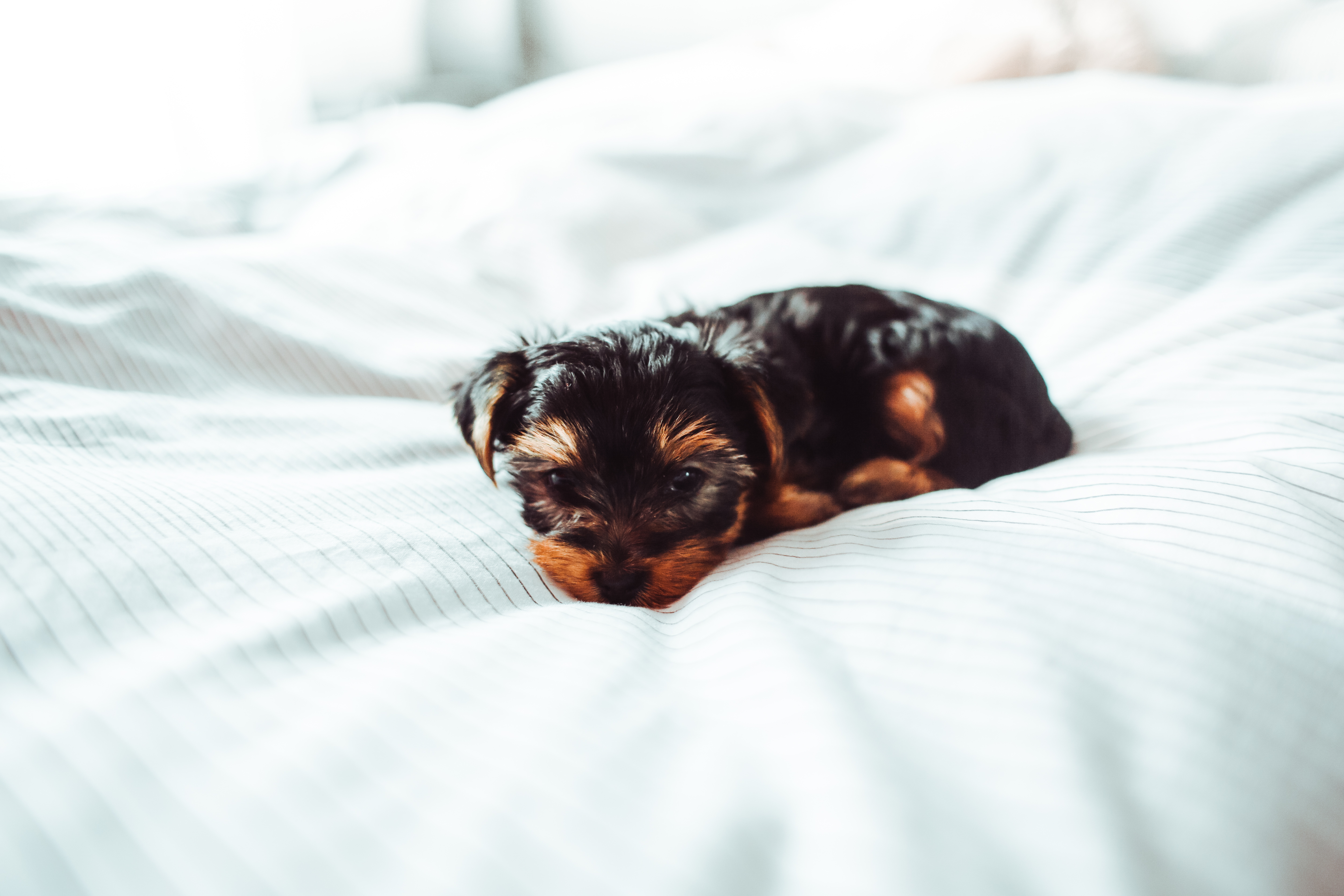A cute Yorkie puppy peacefully rests on a bed, showcasing its black and brown fur.