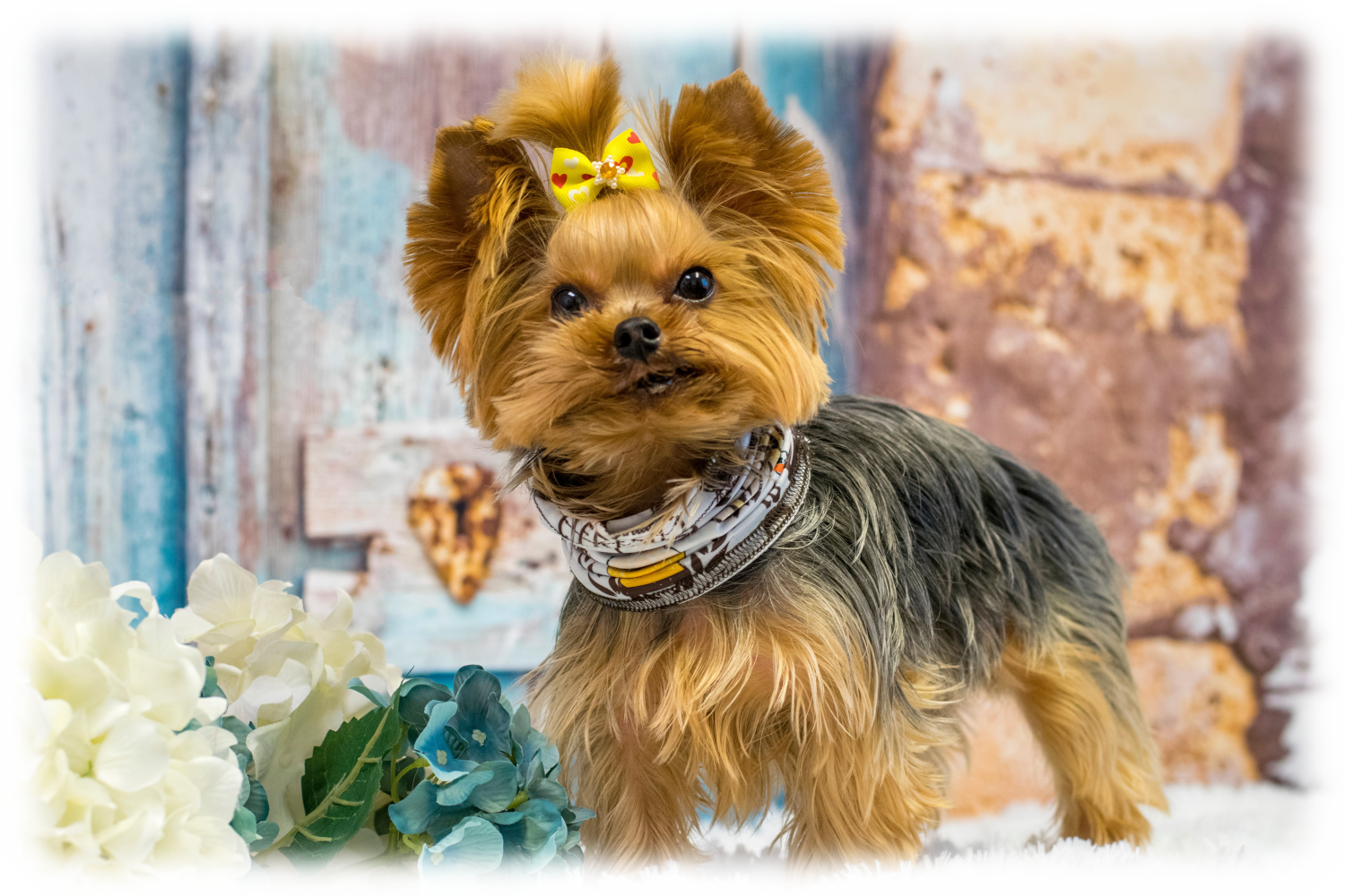 A cute male Yorkshire Terrier with a long coat, posing for the camera.