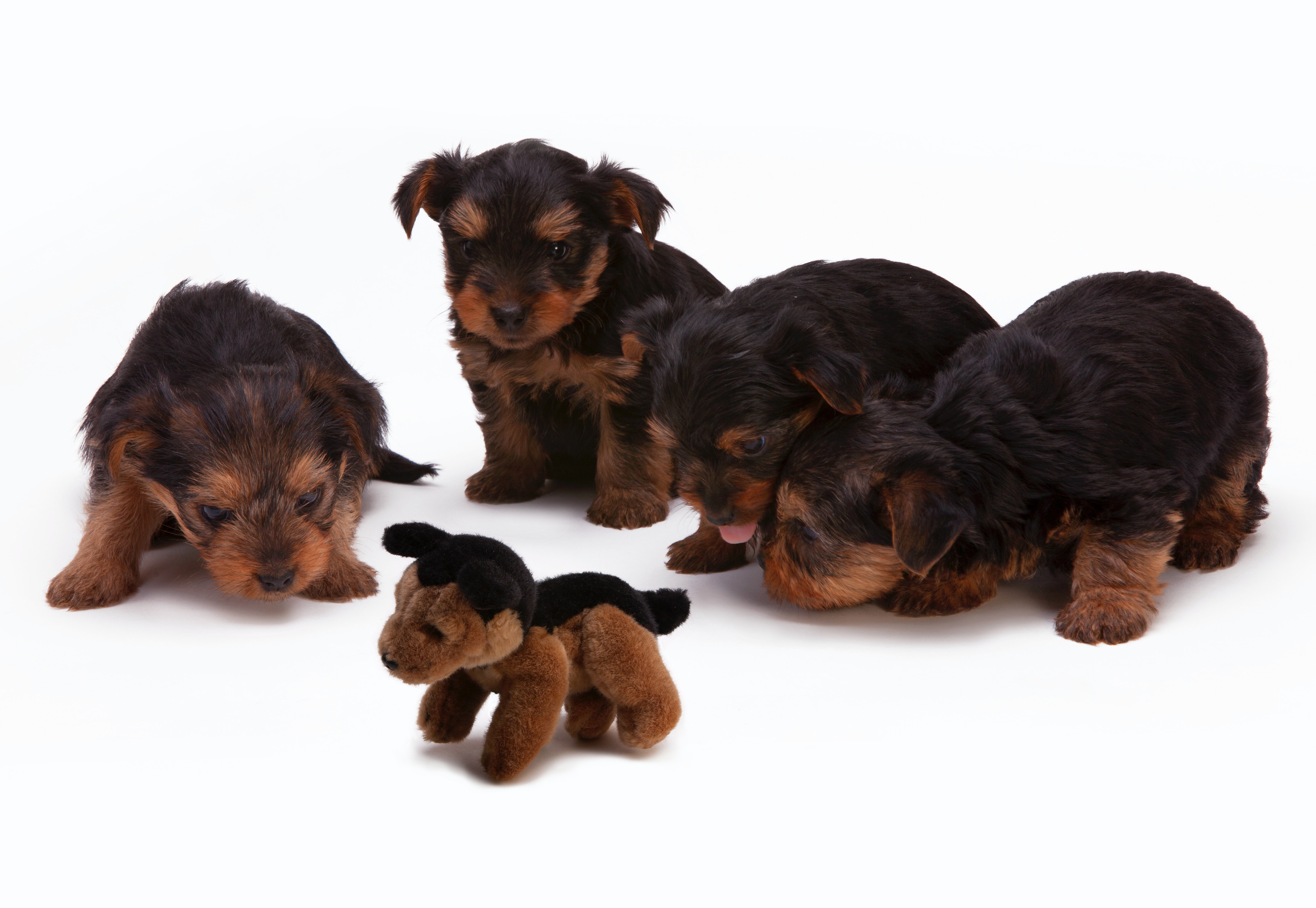 Four Yorkie puppies playfully surround a stuffed dog, their tiny tails wagging with excitement.