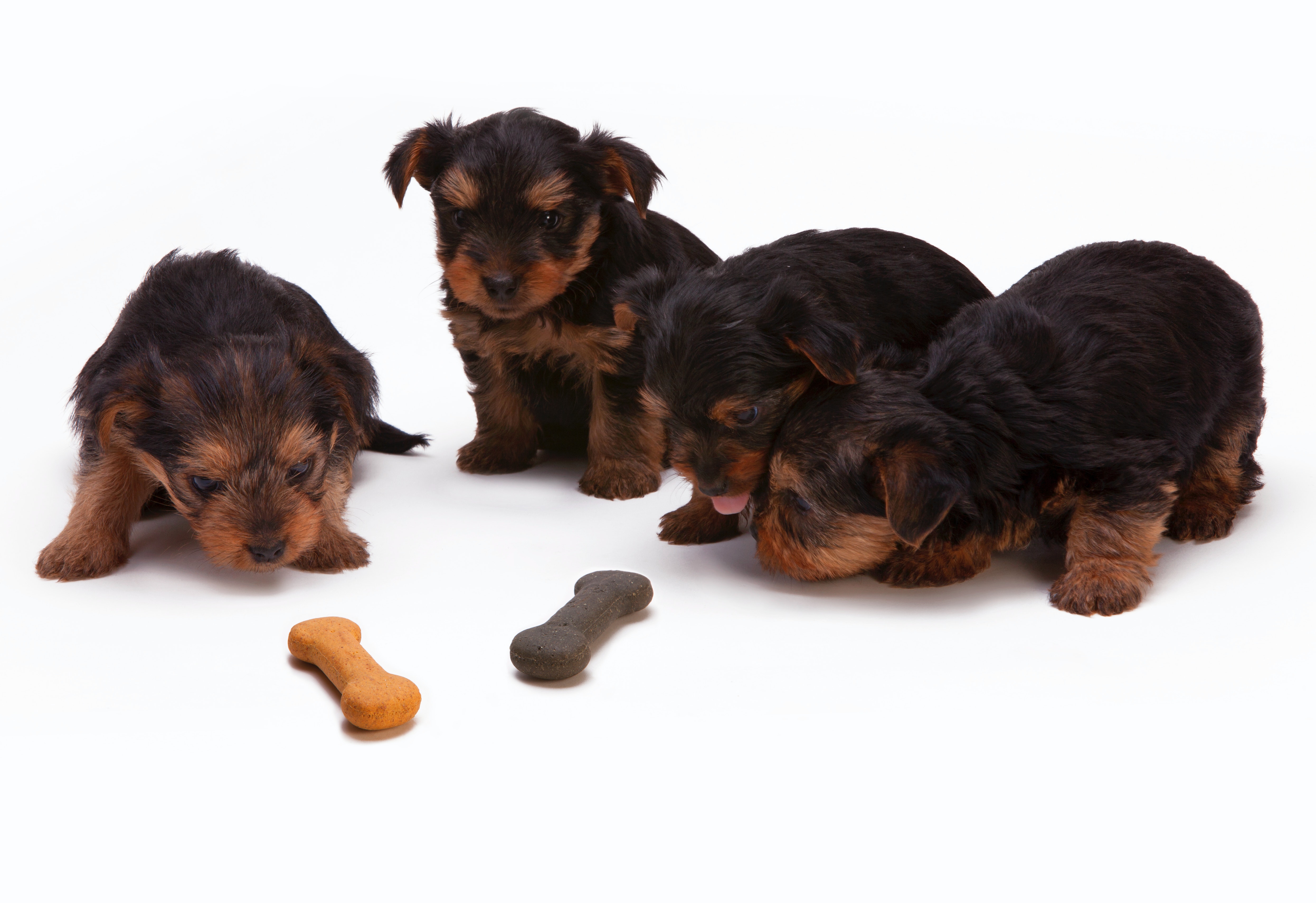 Four adorable Yorkie puppies playing with a bone, their eyes gleaming with excitement as they spot two delicious dog biscuits nearby.