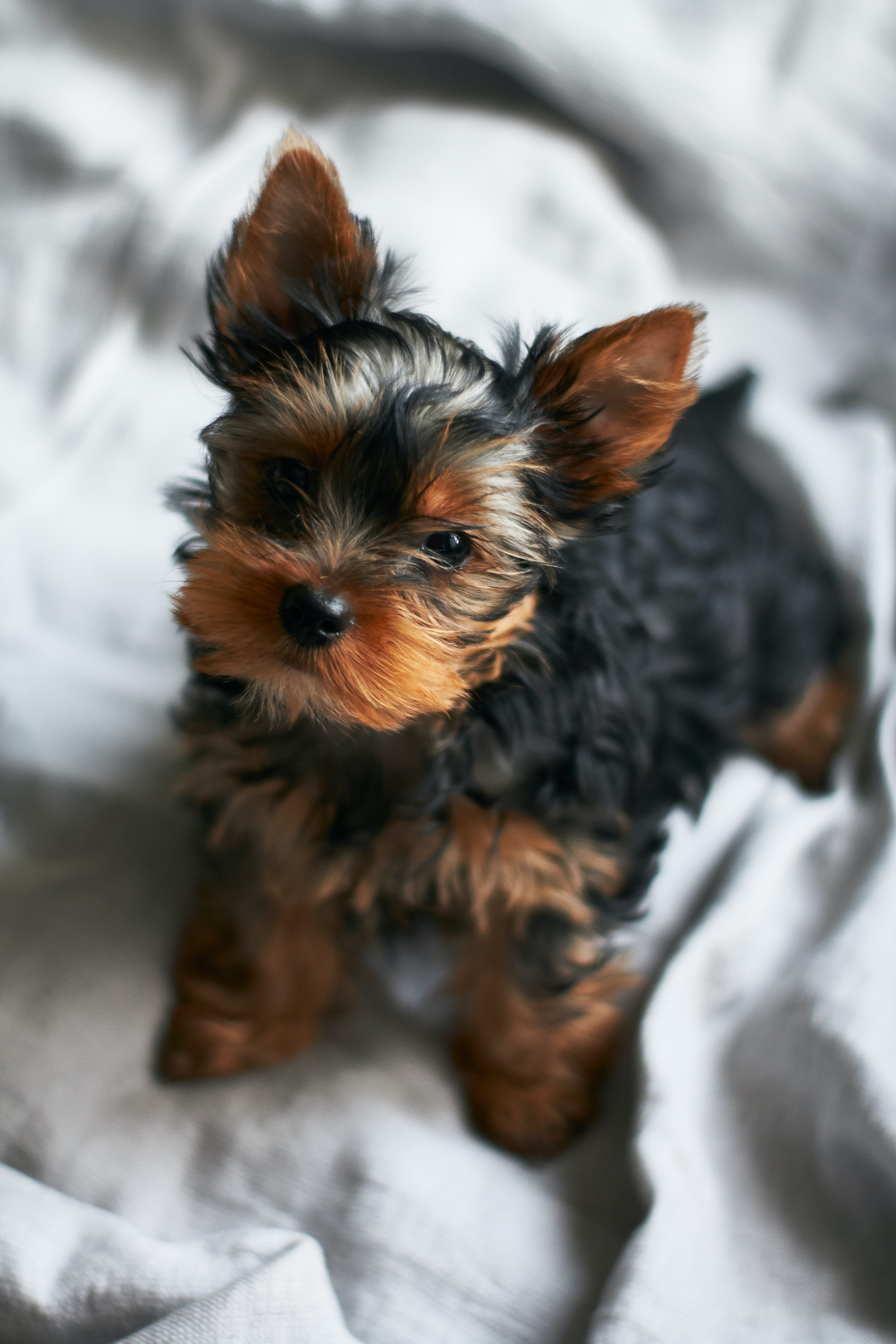 A small black and brown dog, a yorkie puppy, sitting on a bed covered with a white blanket, looking cute and cozy