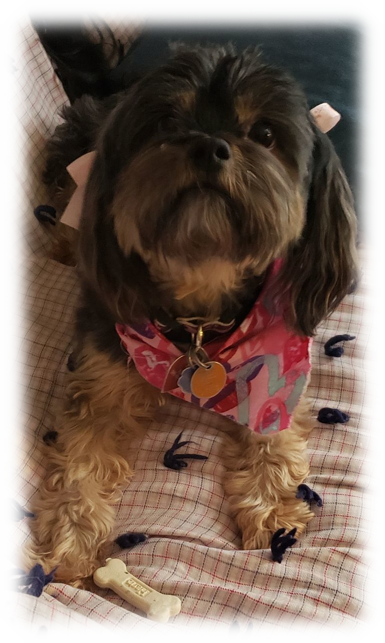 A cute schnauzer/yorkie mix named Ruby, wearing a pink bandana, sits on a bed with her bone nearby