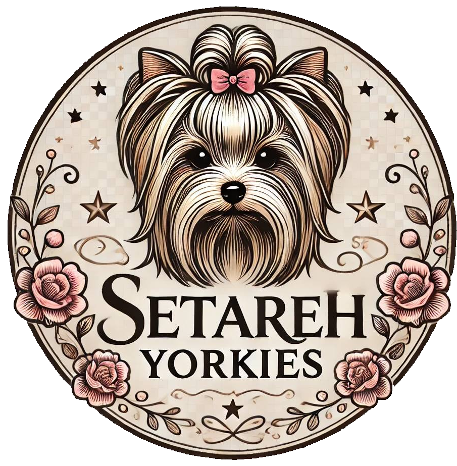Setareh Heritage Yorkies Logo