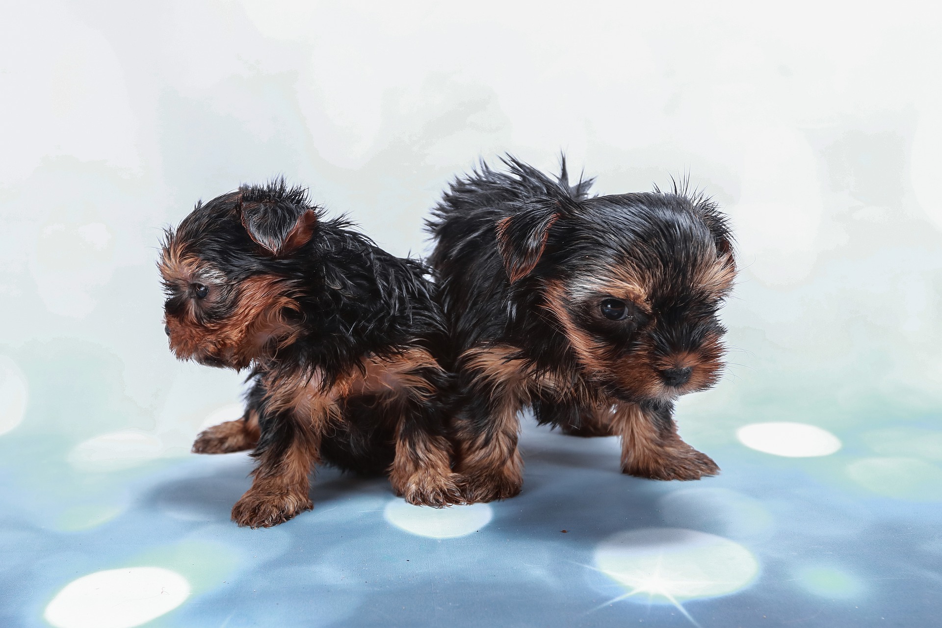 Two adorable Yorkshire Terrier puppies sitting side by side on a blue background.